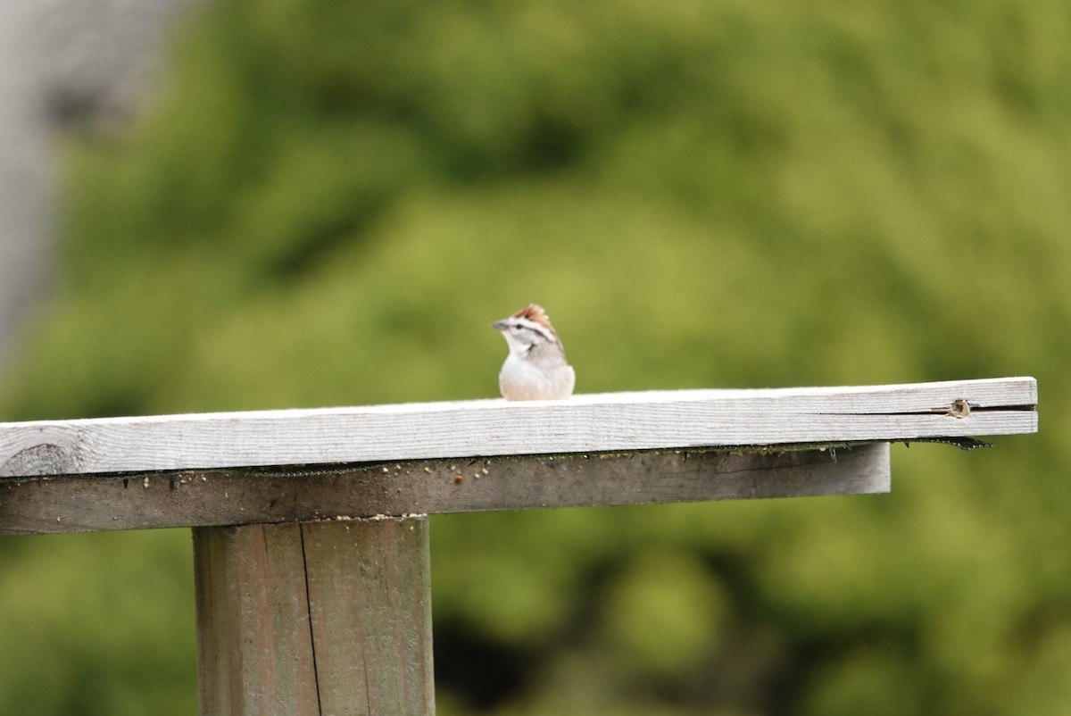 Chipping Sparrow - ML618312910