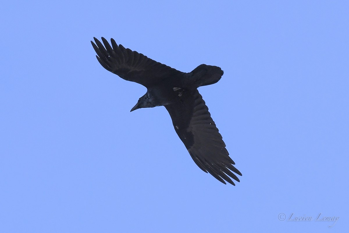 Common Raven - ML618312964