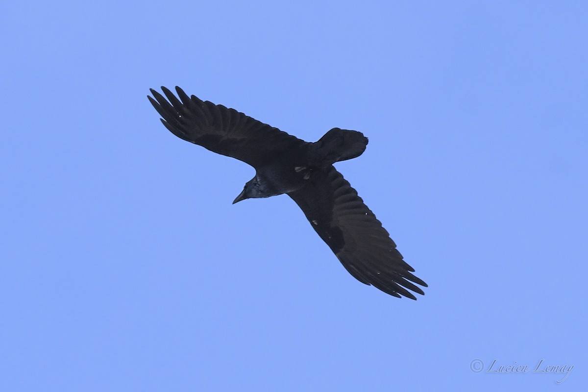 Common Raven - ML618312968
