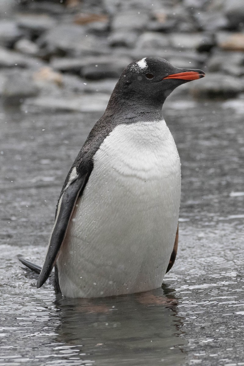 Gentoo Penguin - Denis Corbeil