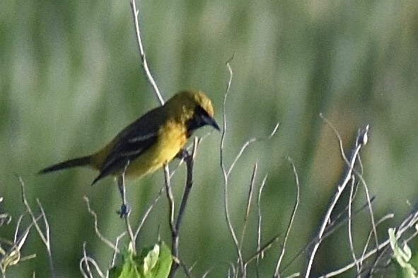 Orchard Oriole - ML618313049