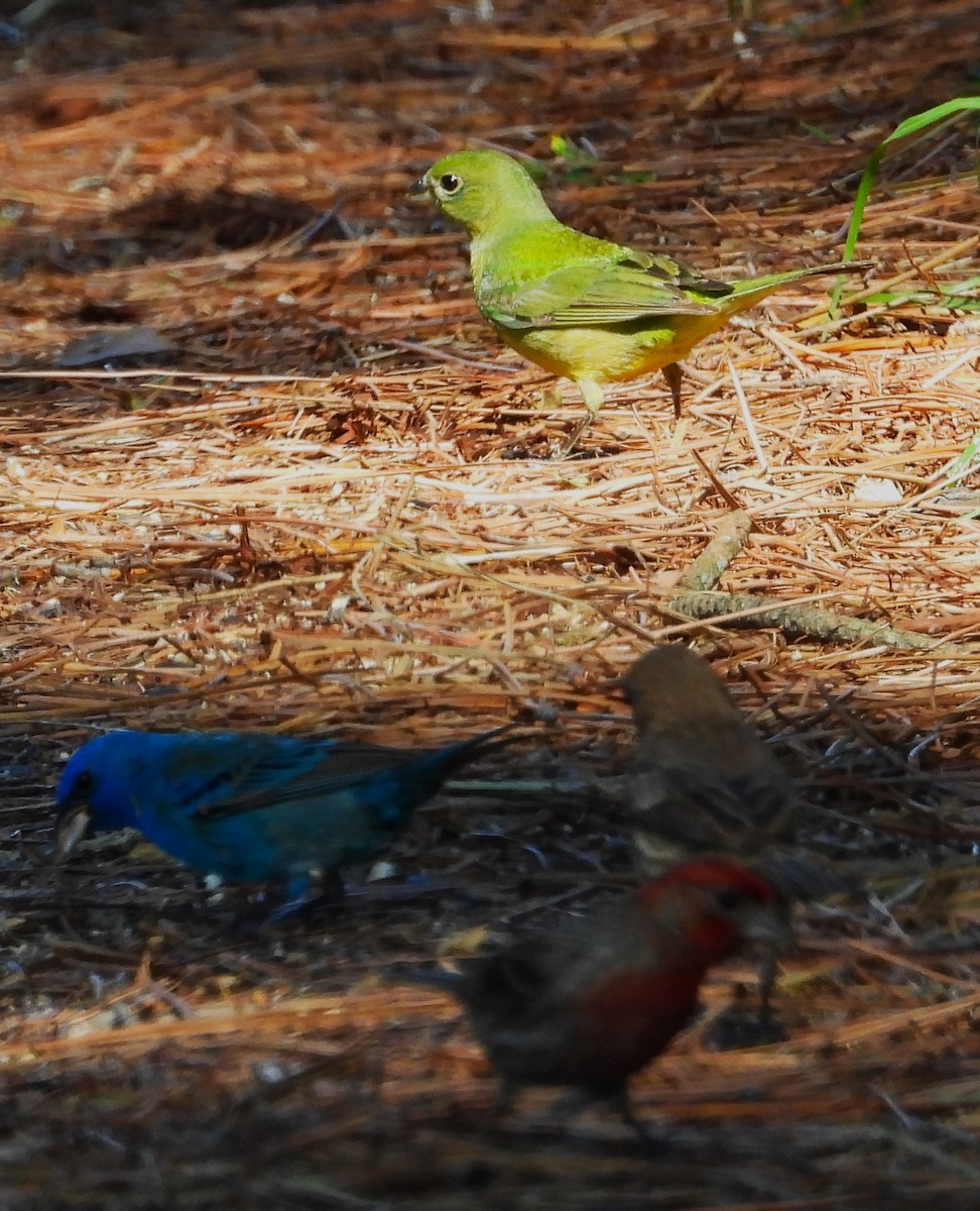 Painted Bunting - ML618313057
