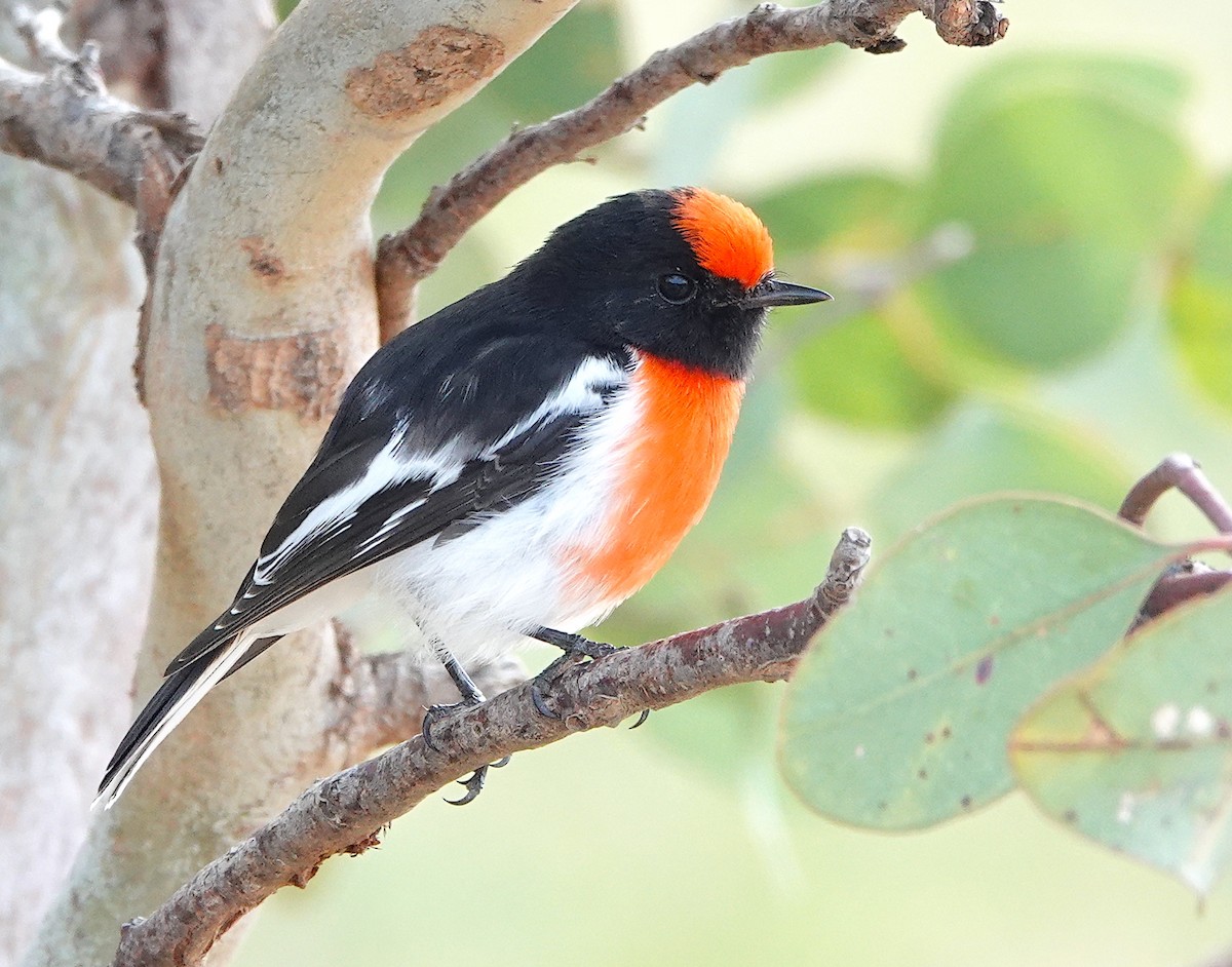 Red-capped Robin - ML618313063