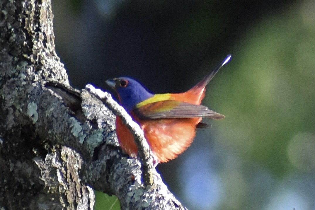 Painted Bunting - ML618313065