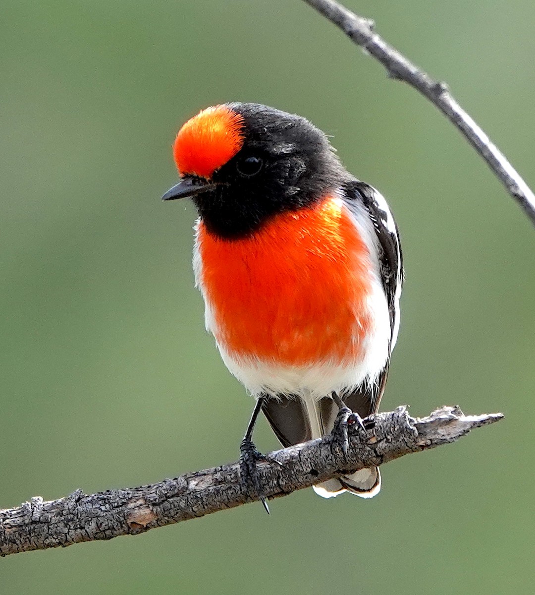 Red-capped Robin - Norm Clayton