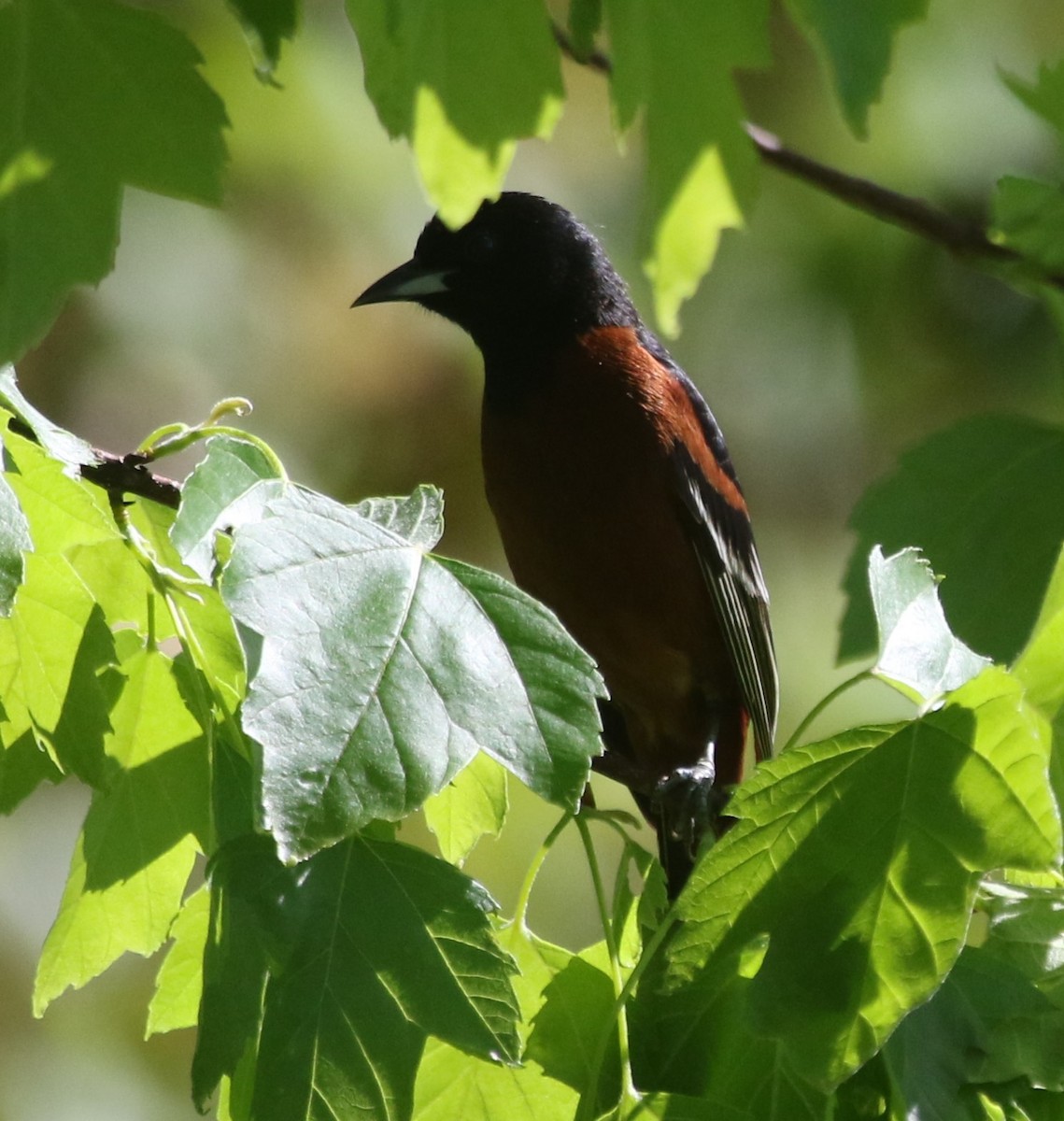 Orchard Oriole - ML618313089
