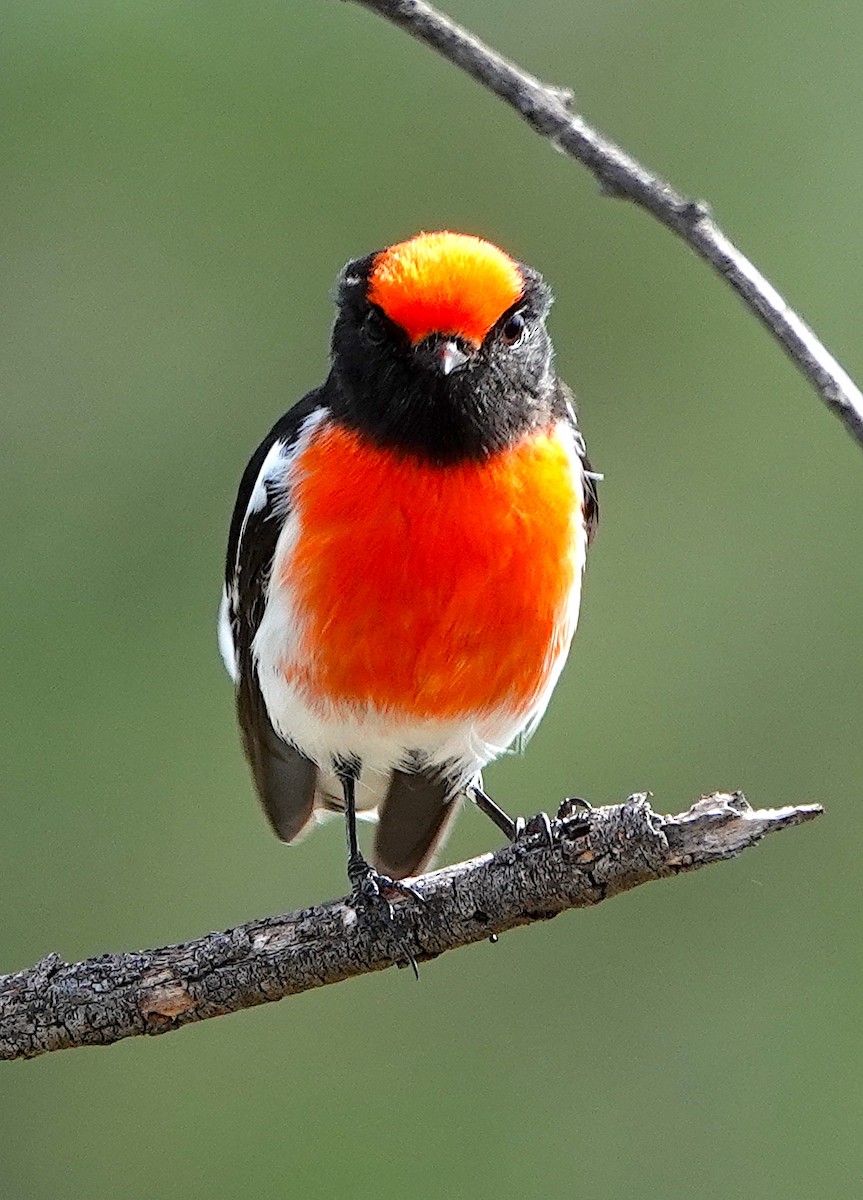 Red-capped Robin - ML618313094