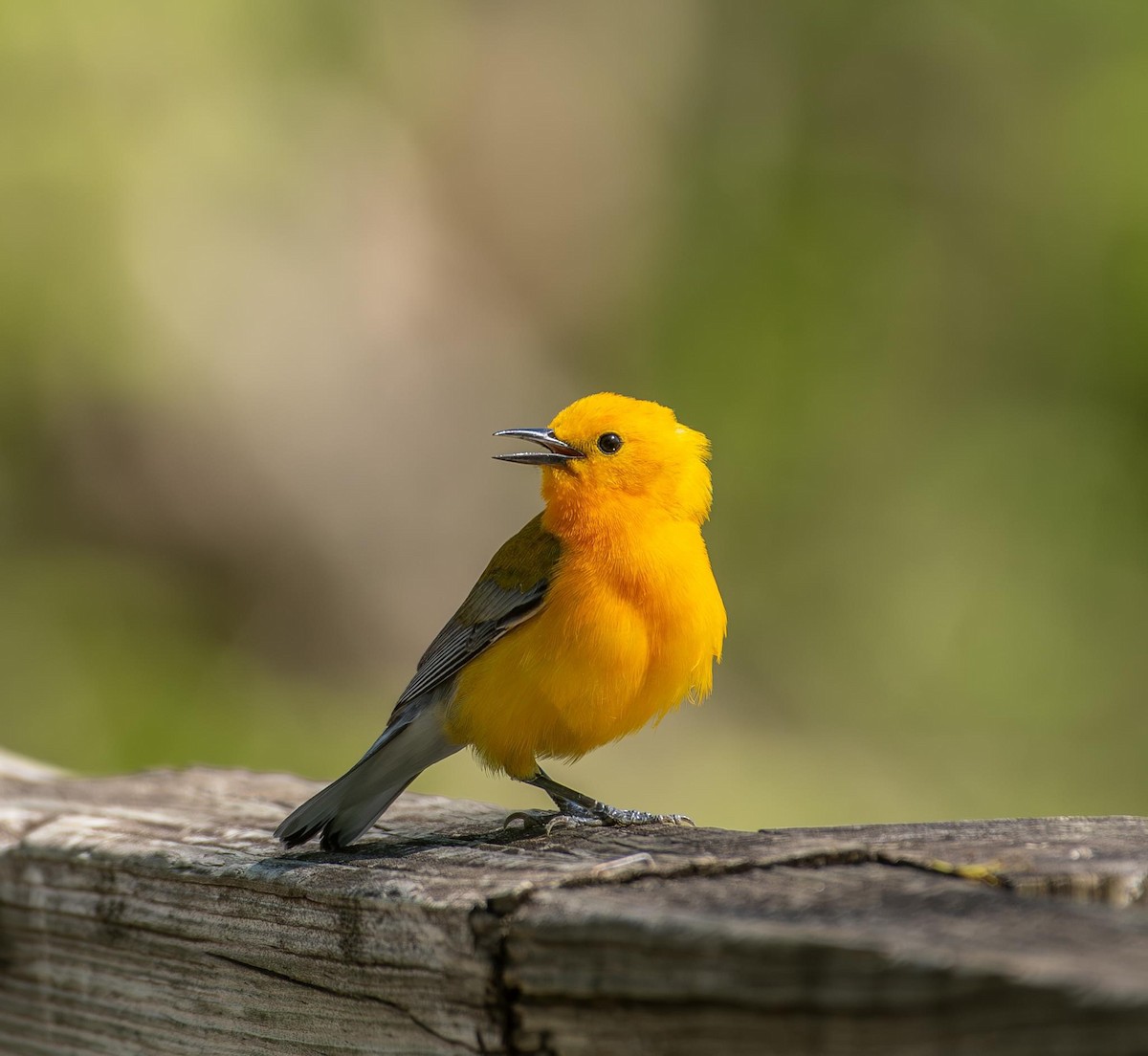 Prothonotary Warbler - ML618313099
