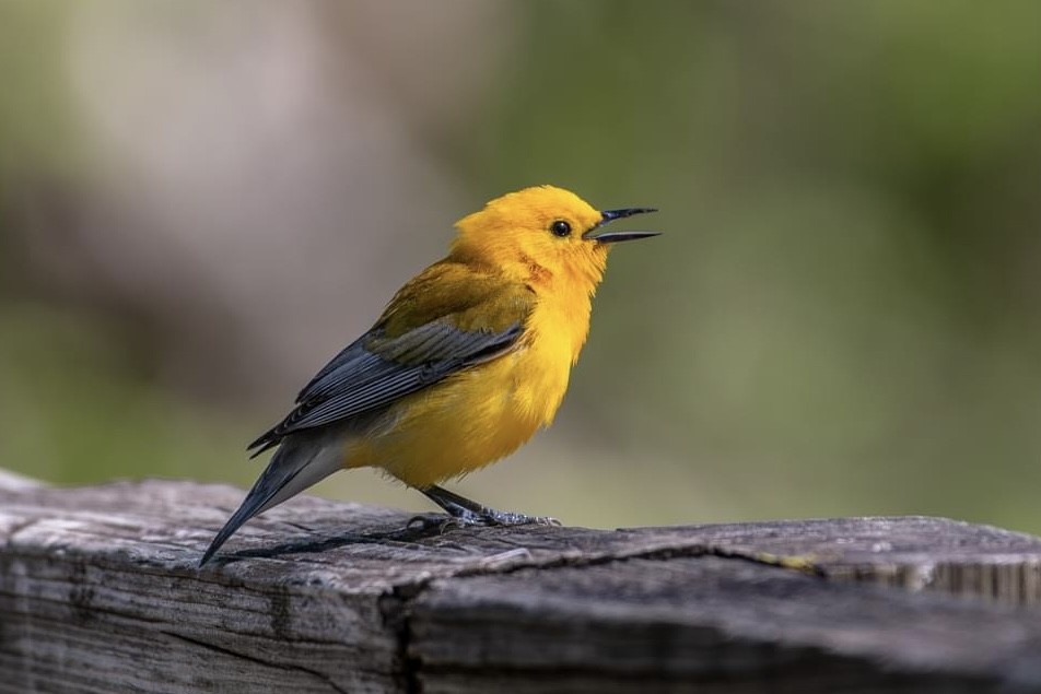 Prothonotary Warbler - ML618313100