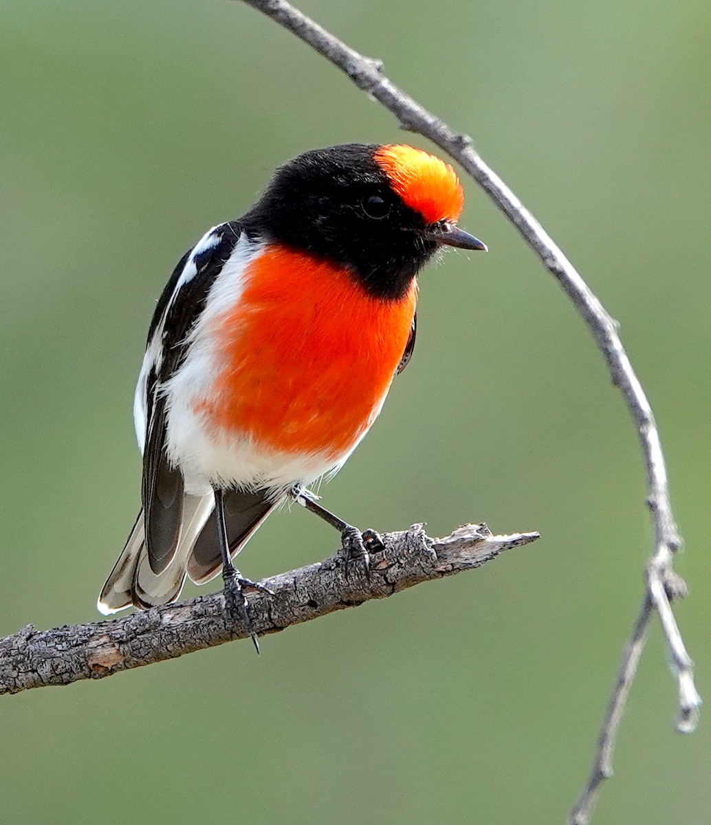 Red-capped Robin - ML618313103