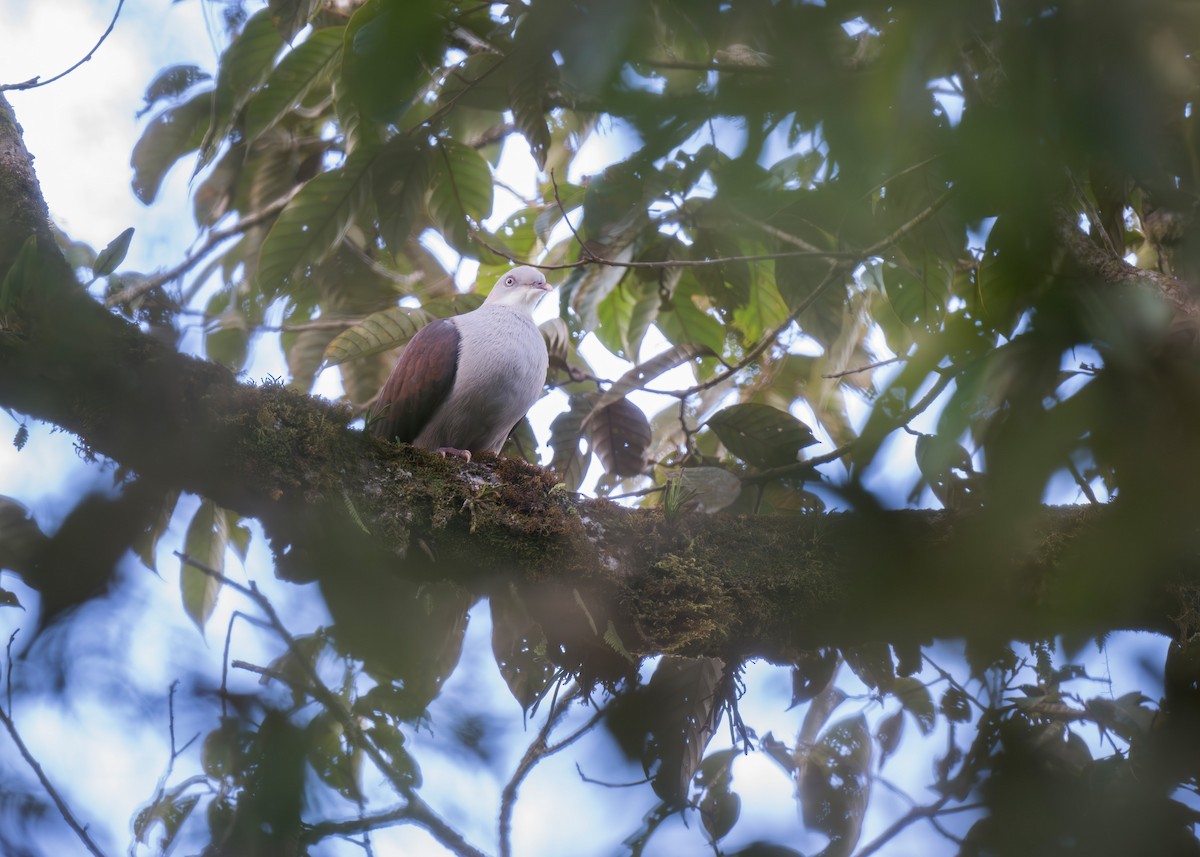 Mountain Imperial-Pigeon - ML618313104