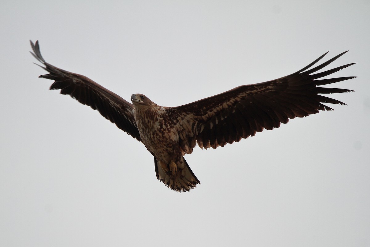 White-tailed Eagle - ML618313114