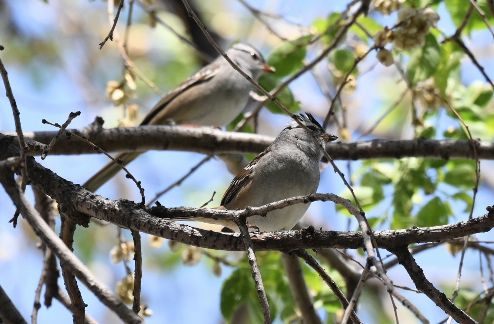 White-crowned Sparrow - ML618313138