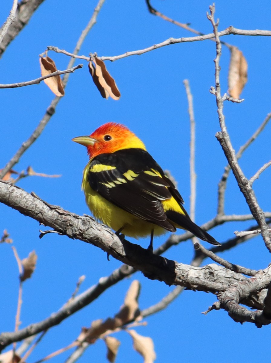 Western Tanager - ML618313149