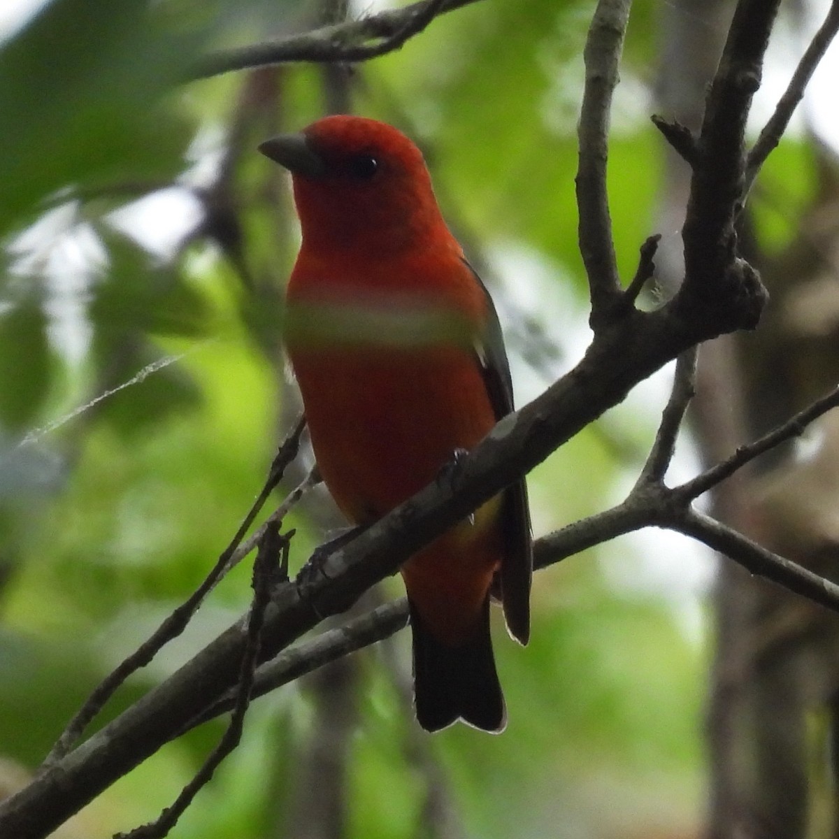 Scarlet Tanager - ML618313172