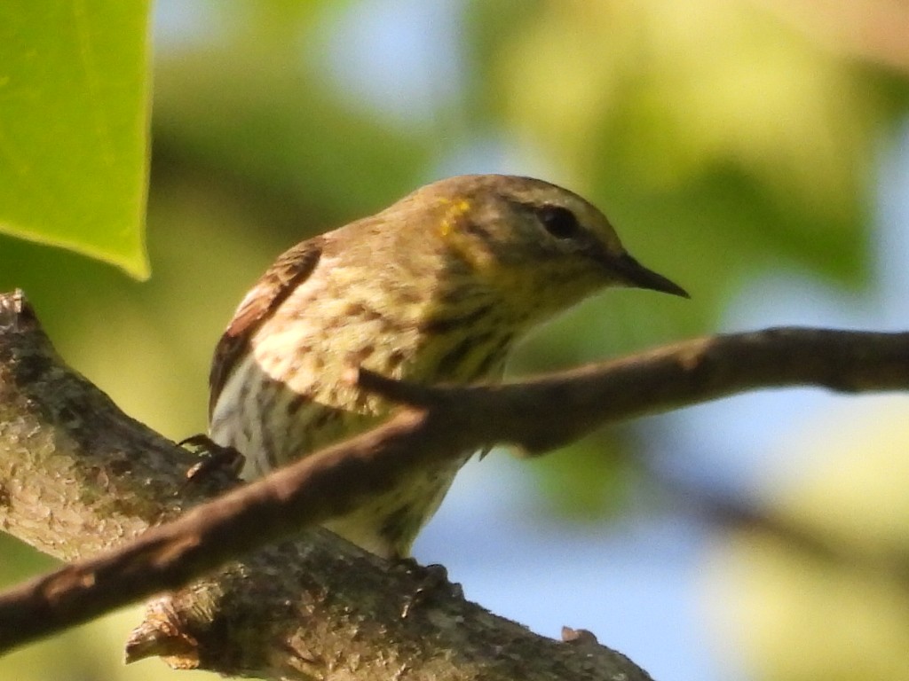 Cape May Warbler - ML618313187