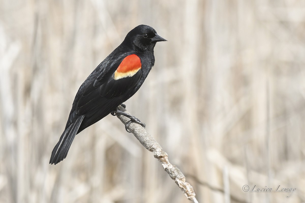 Red-winged Blackbird - ML618313217
