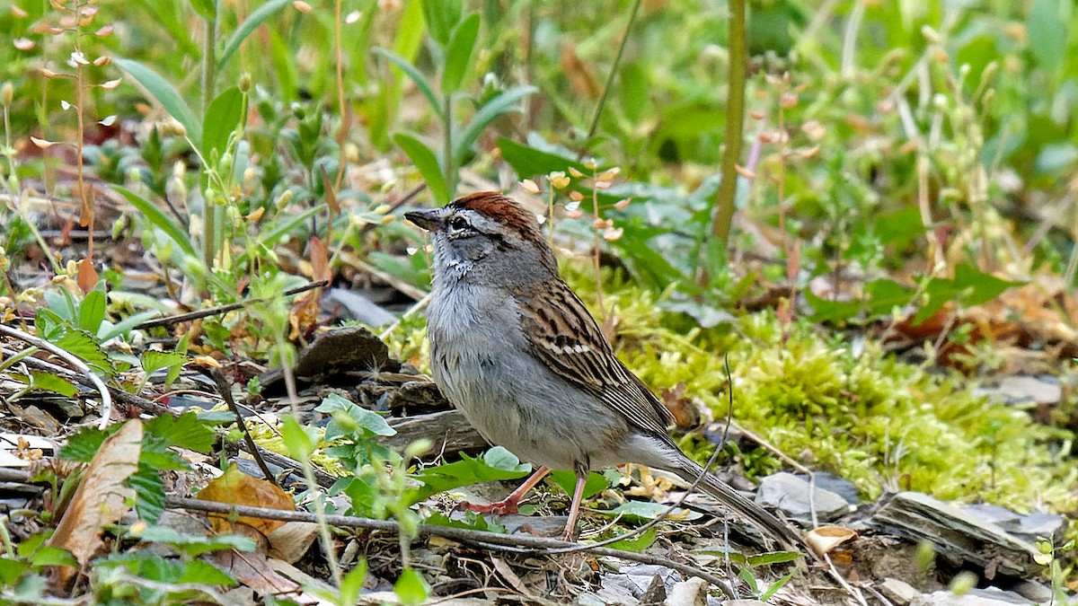 Chipping Sparrow - ML618313234