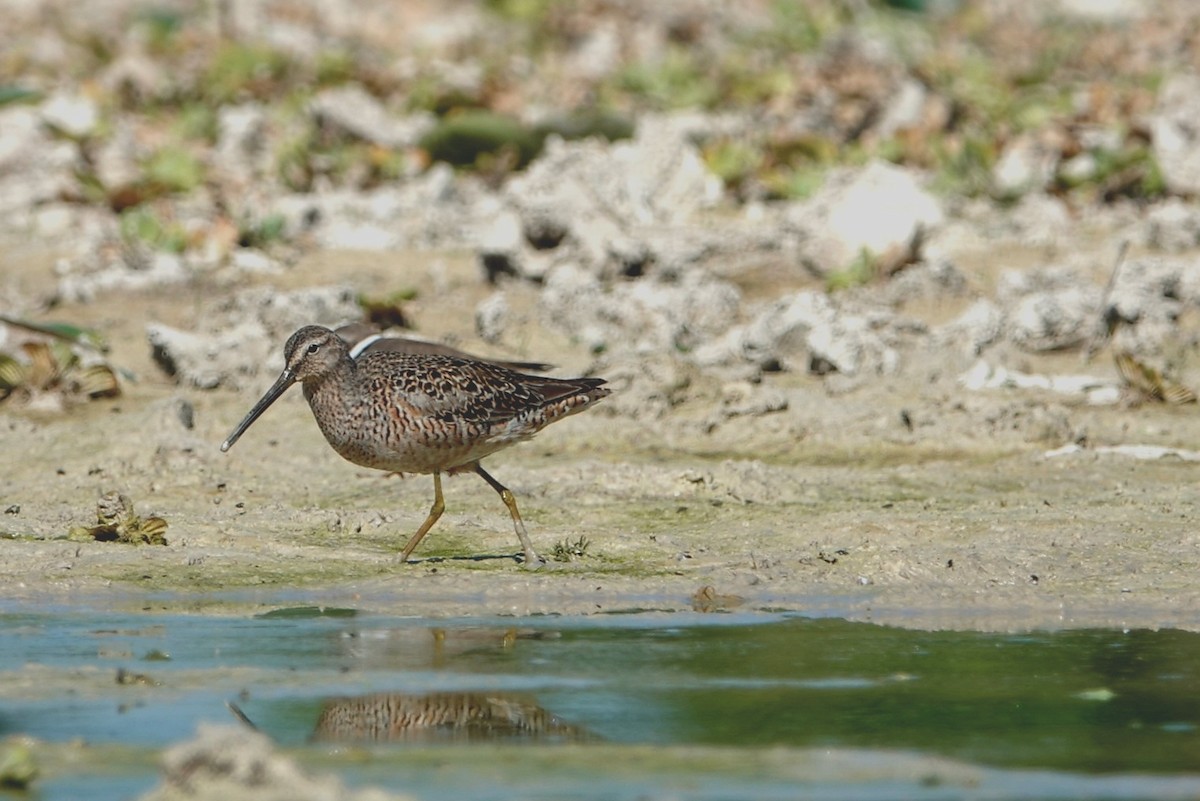 Long-billed Dowitcher - ML618313235