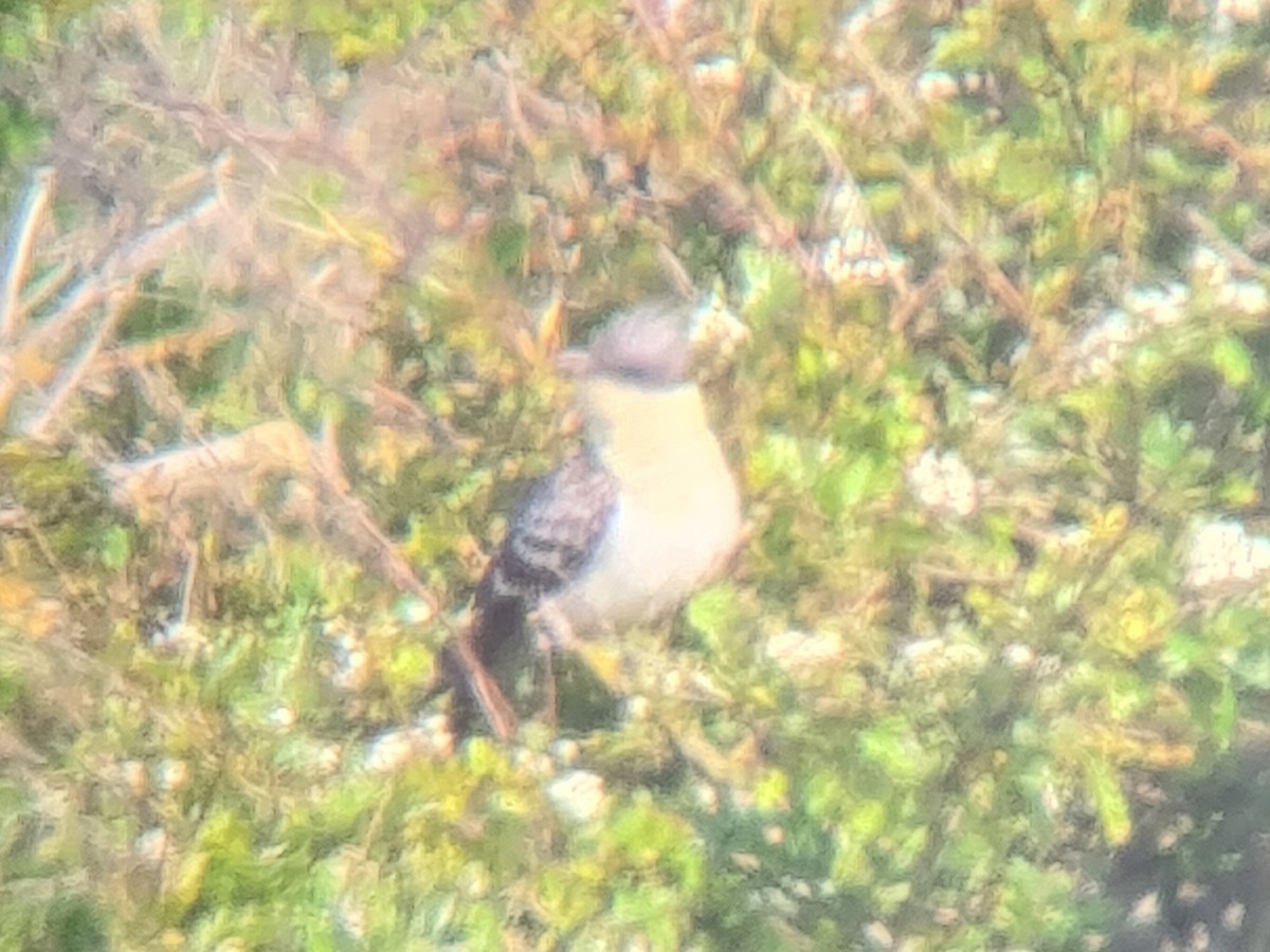 Great Spotted Cuckoo - ML618313250