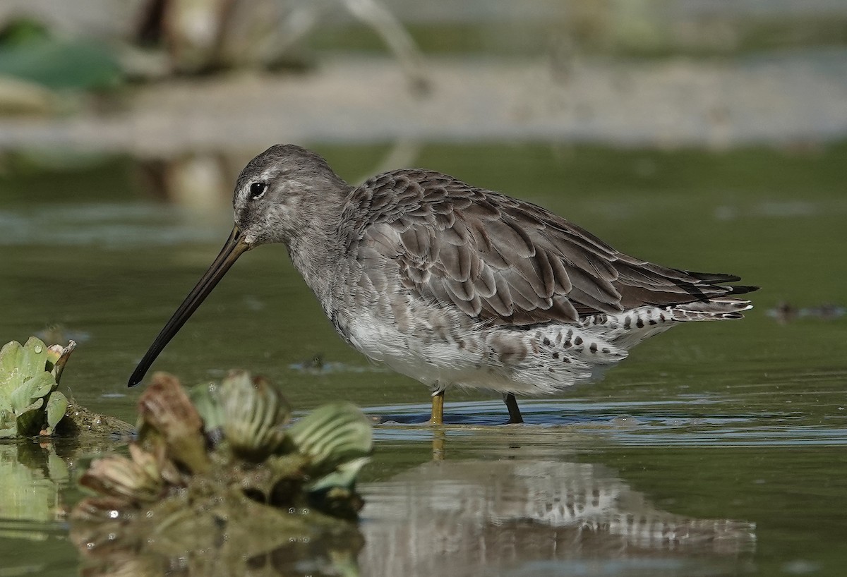 Long-billed Dowitcher - ML618313267