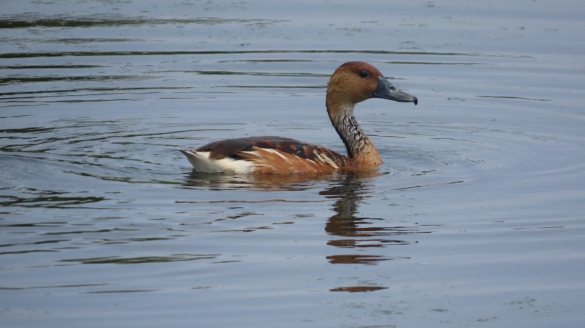 Fulvous Whistling-Duck - ML618313269