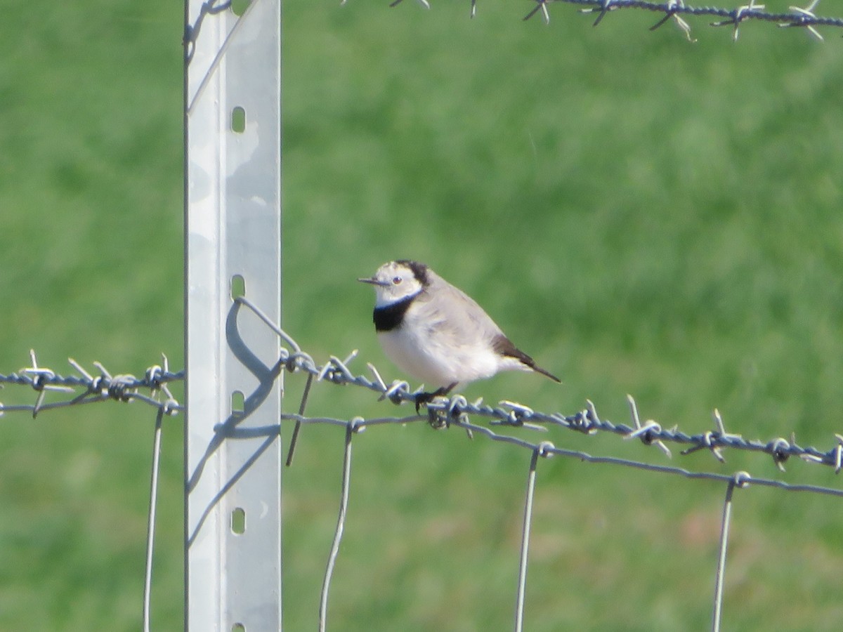 White-fronted Chat - ML618313278