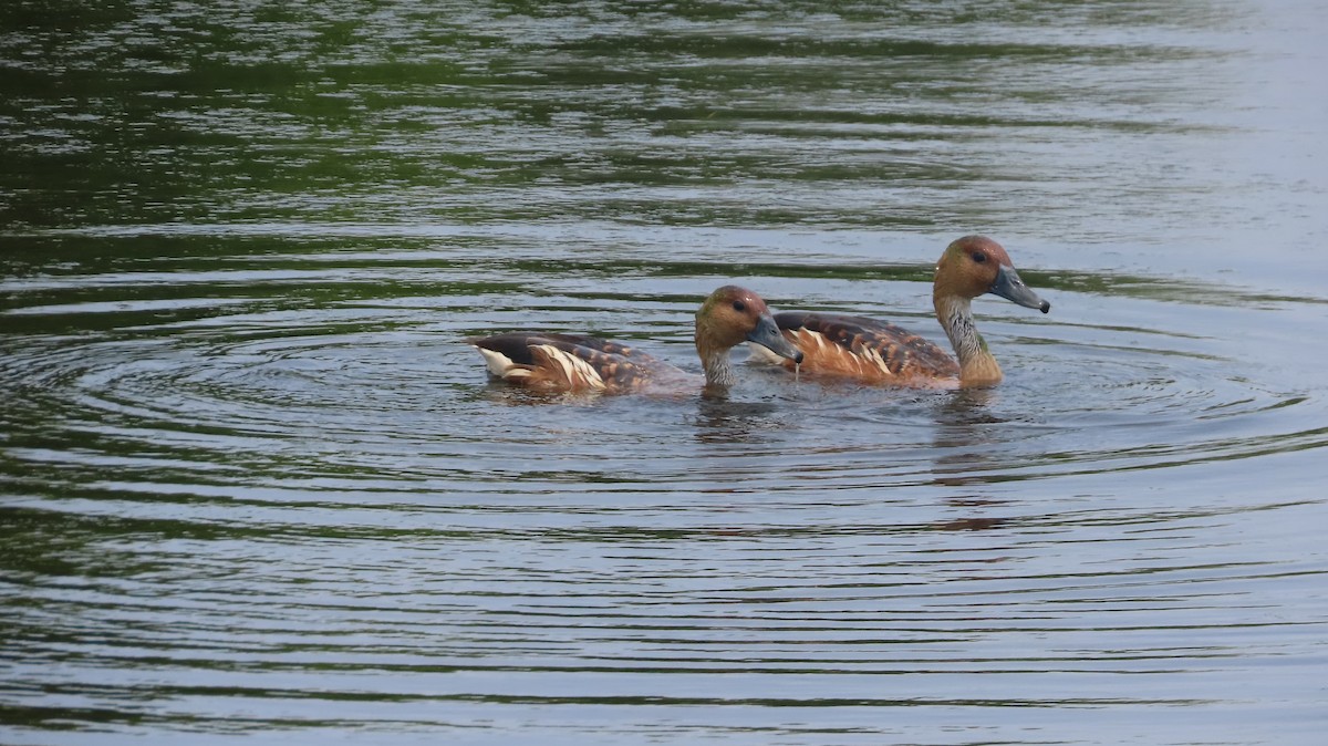 Fulvous Whistling-Duck - ML618313299