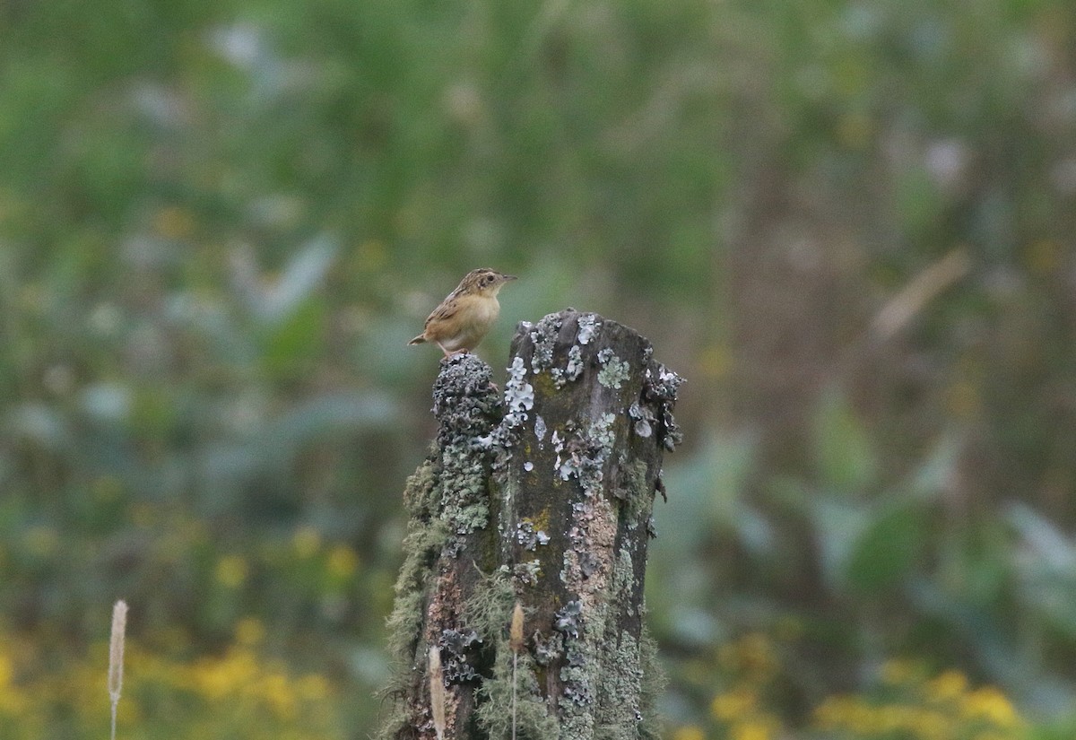 Wing-snapping Cisticola - ML618313302
