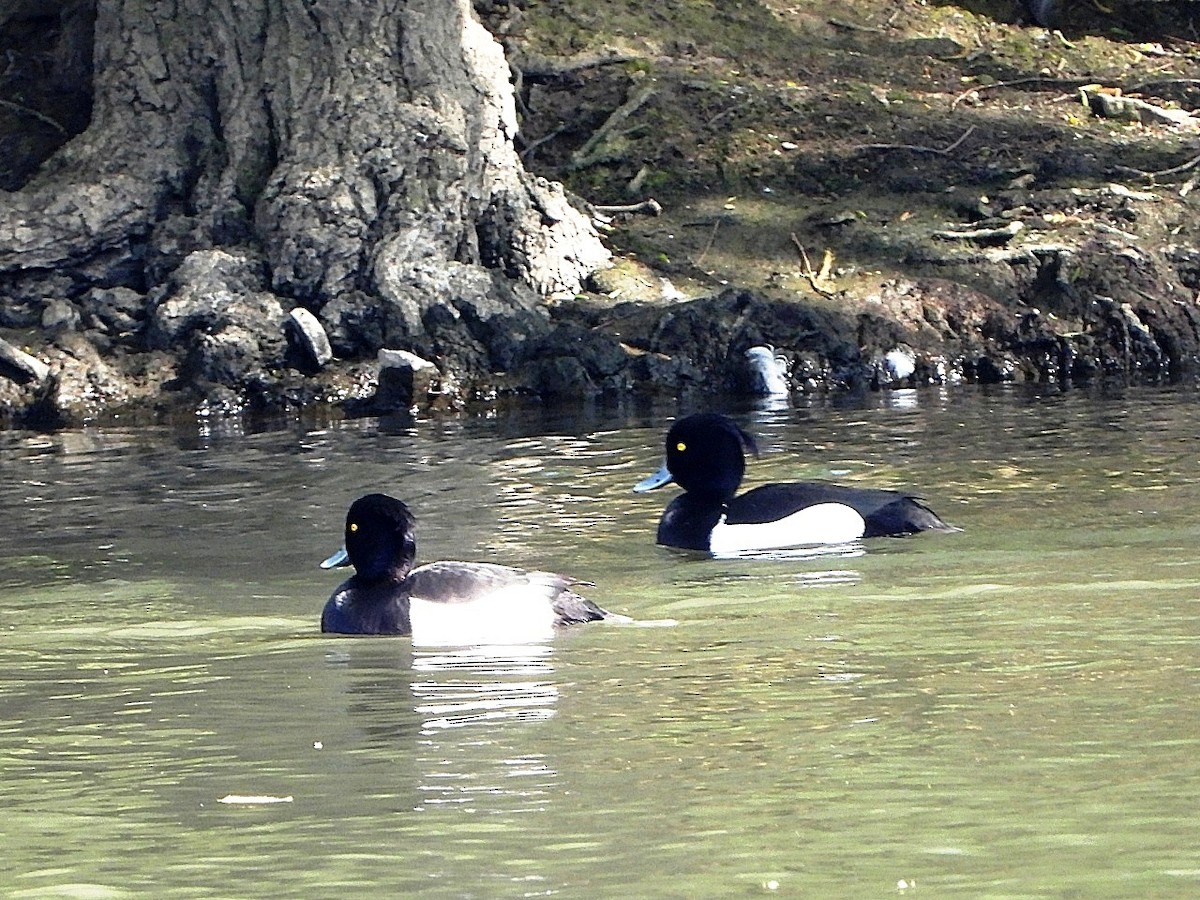 Tufted Duck - ML618313311