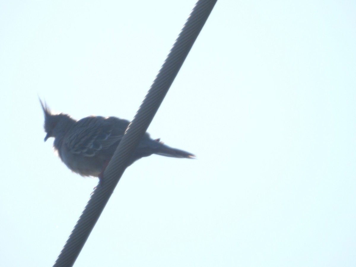 Crested Pigeon - ML618313318
