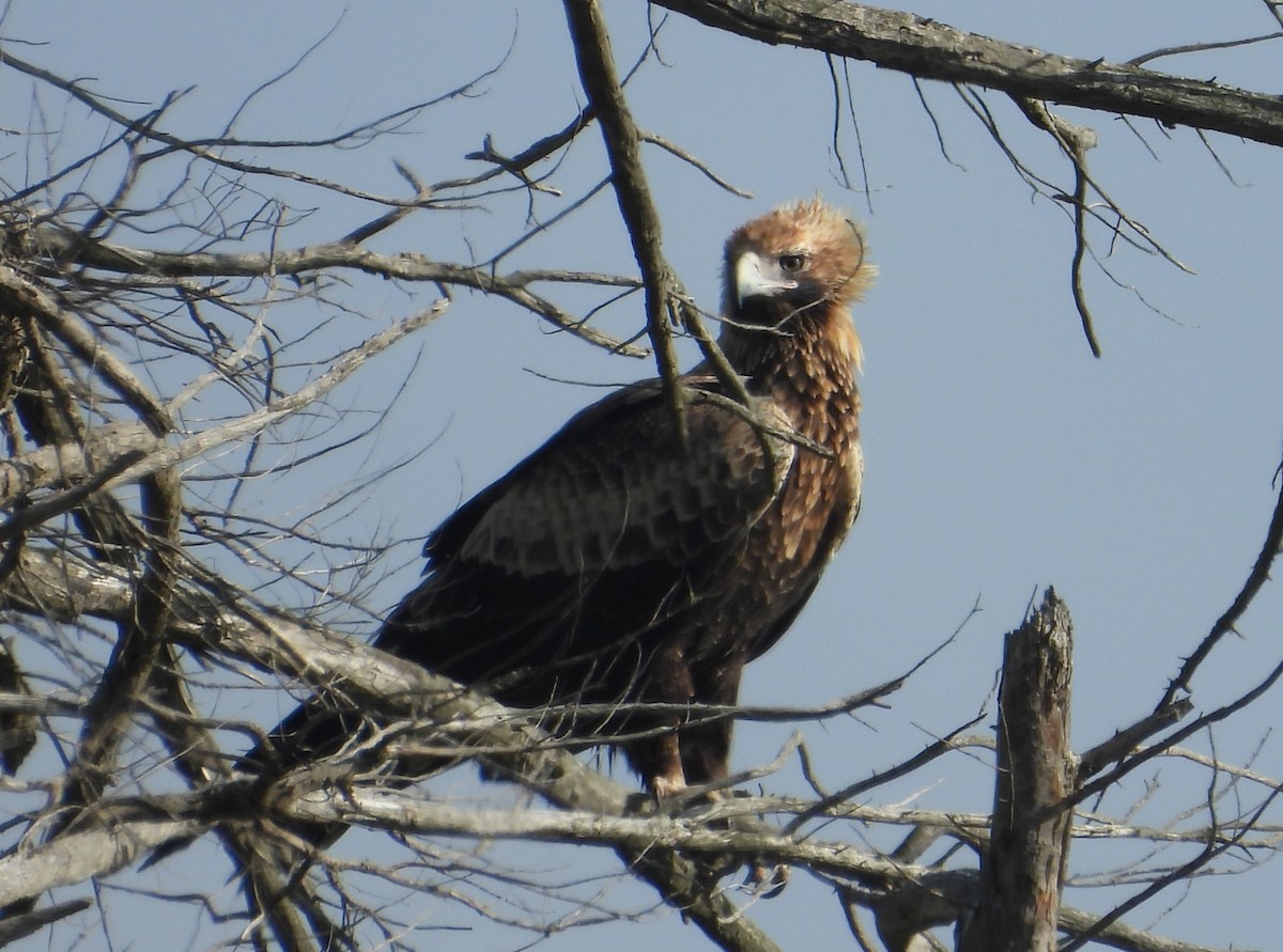Wedge-tailed Eagle - ML618313323