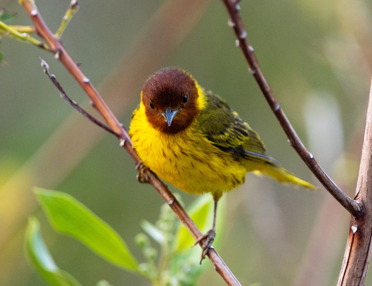Yellow Warbler (Mangrove) - ML618313396