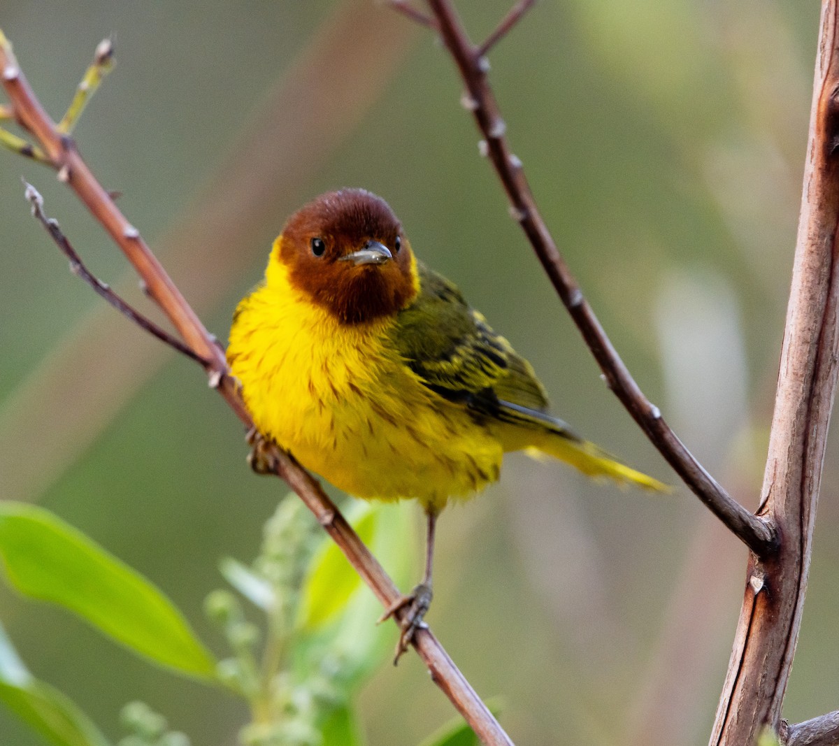 Yellow Warbler (Mangrove) - ML618313398