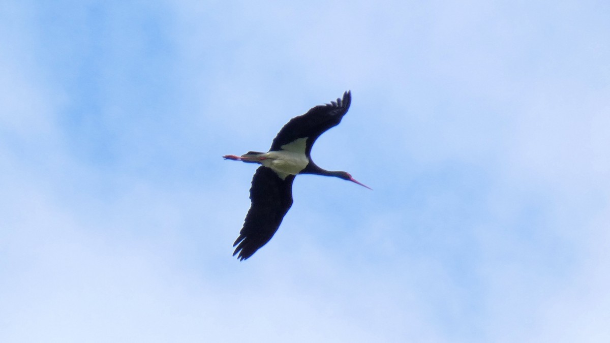Black Stork - ML618313406