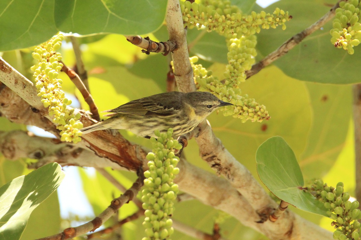 Cape May Warbler - ML618313412