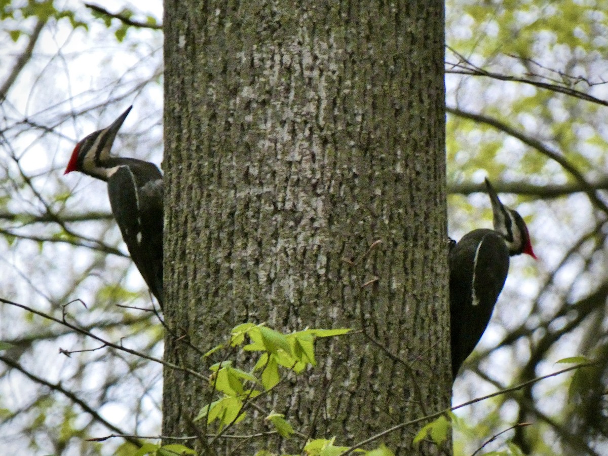 Pileated Woodpecker - ML618313413