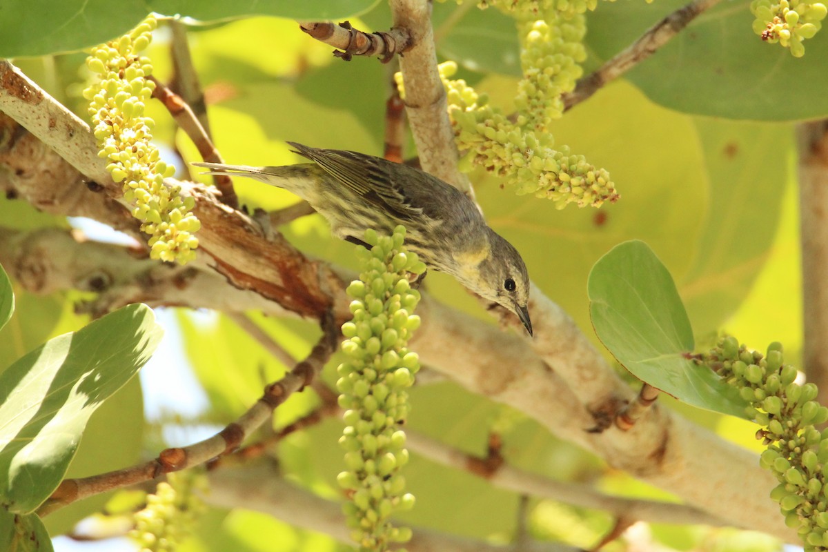Cape May Warbler - ML618313417