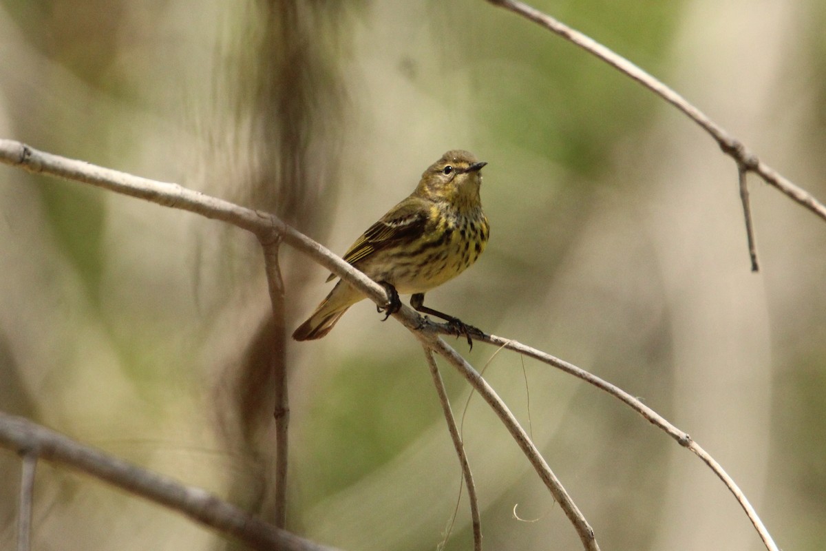 Cape May Warbler - ML618313418