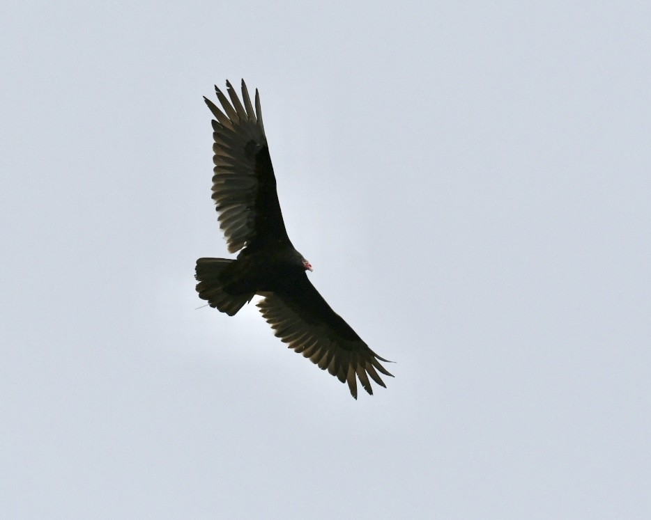 Turkey Vulture - ML618313441