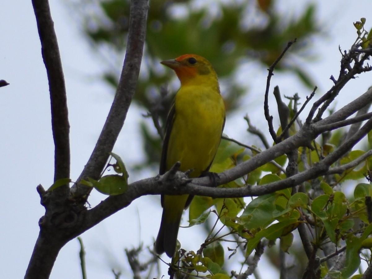 Western Tanager - ML618313450