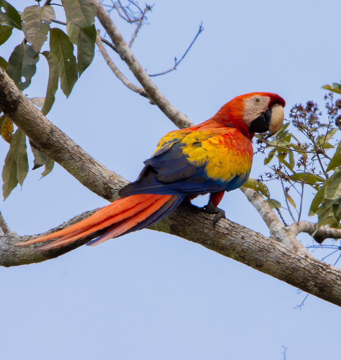 Scarlet Macaw - ML618313461