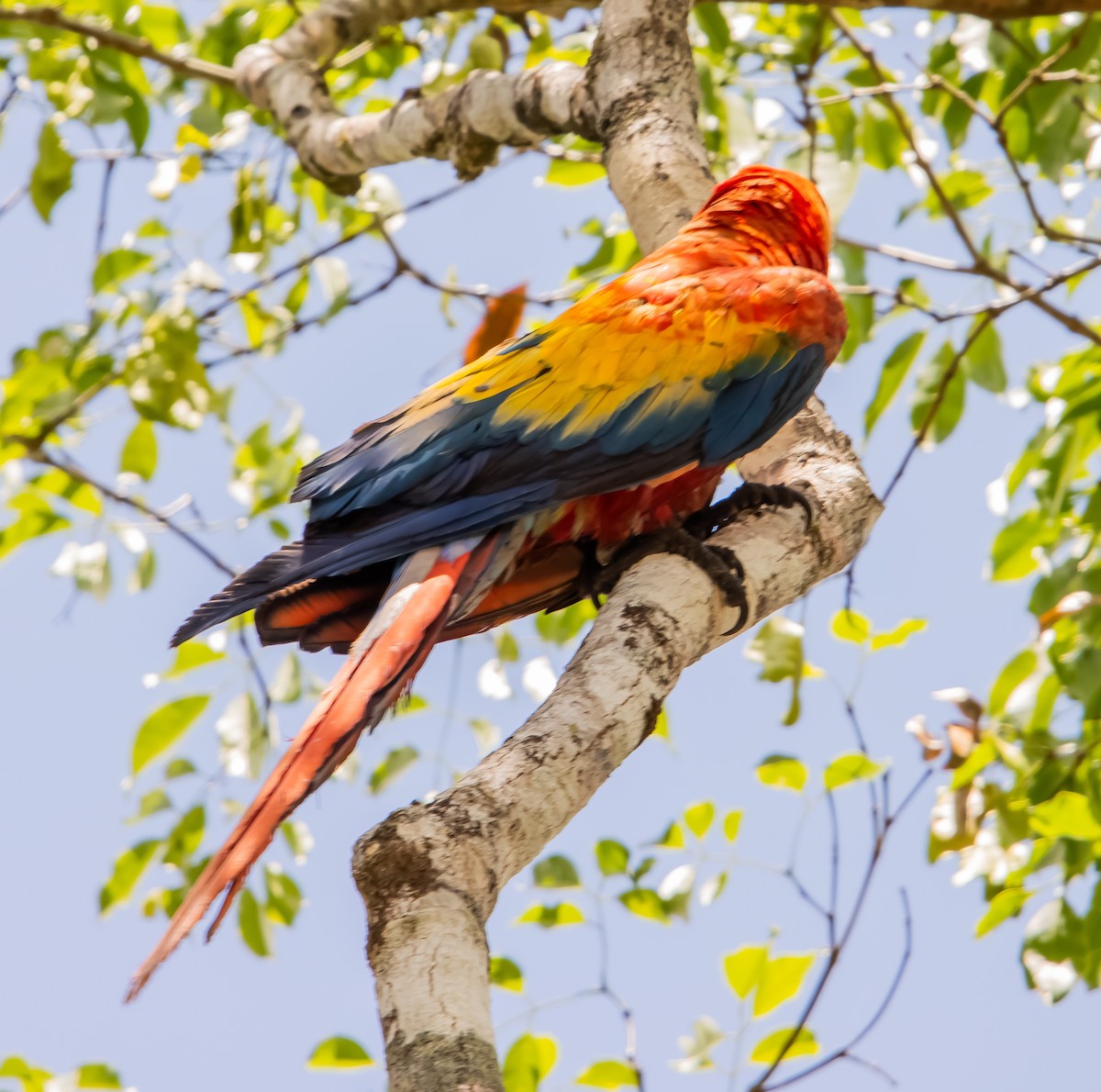 Scarlet Macaw - ML618313462