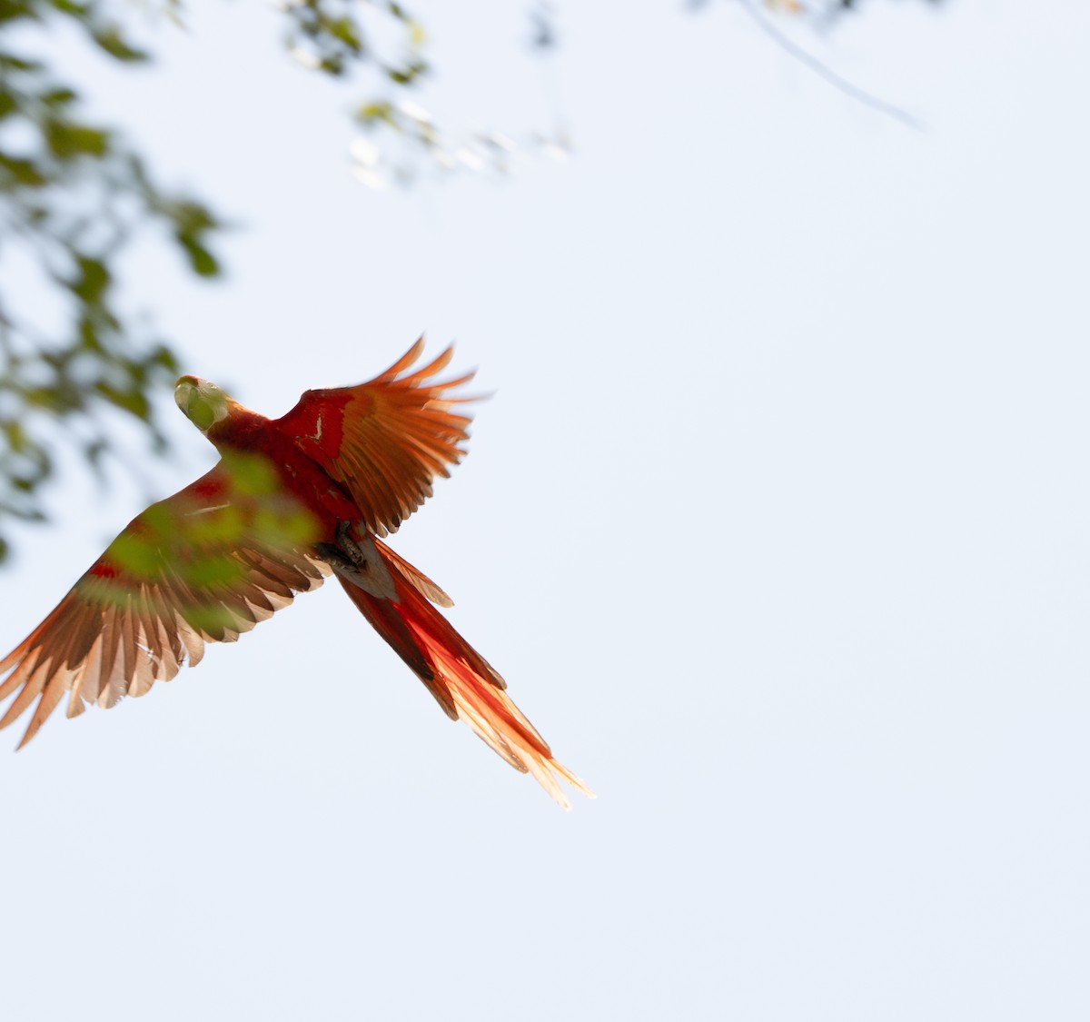 Scarlet Macaw - ML618313464