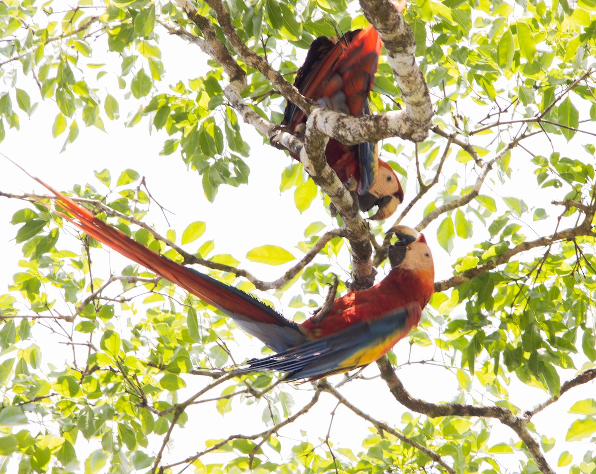 Scarlet Macaw - ML618313467