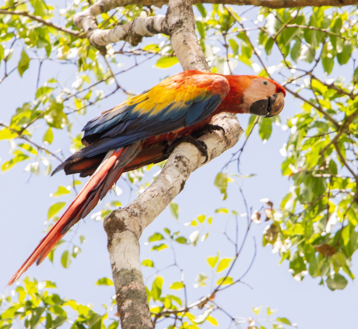 Scarlet Macaw - ML618313468