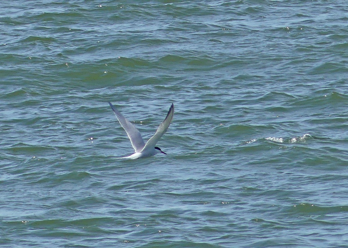 Common Tern - ML618313477