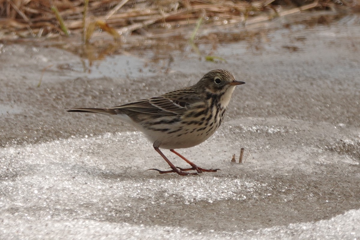 Meadow Pipit - ML618313480