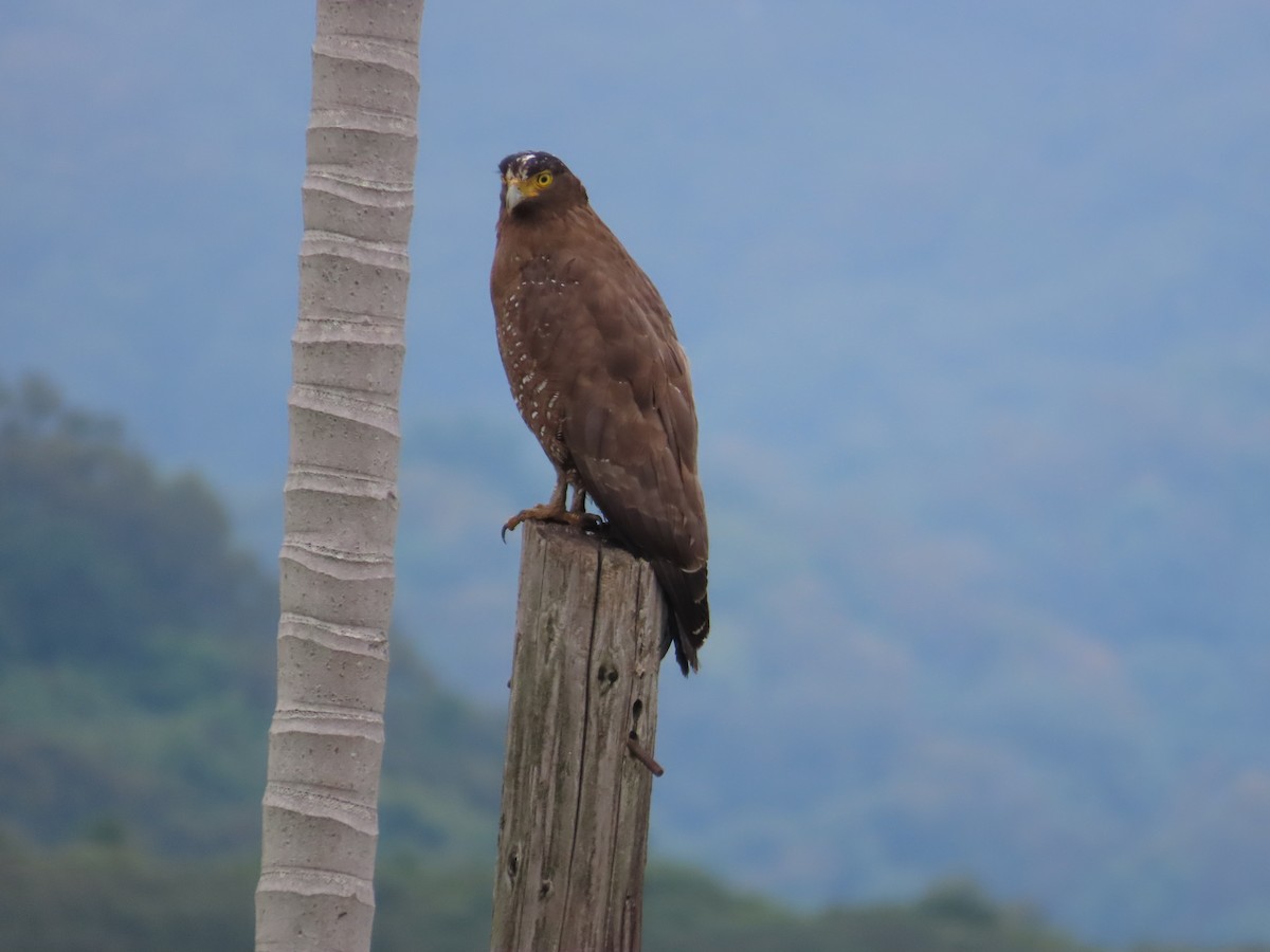 Crested Serpent-Eagle - ML618313610