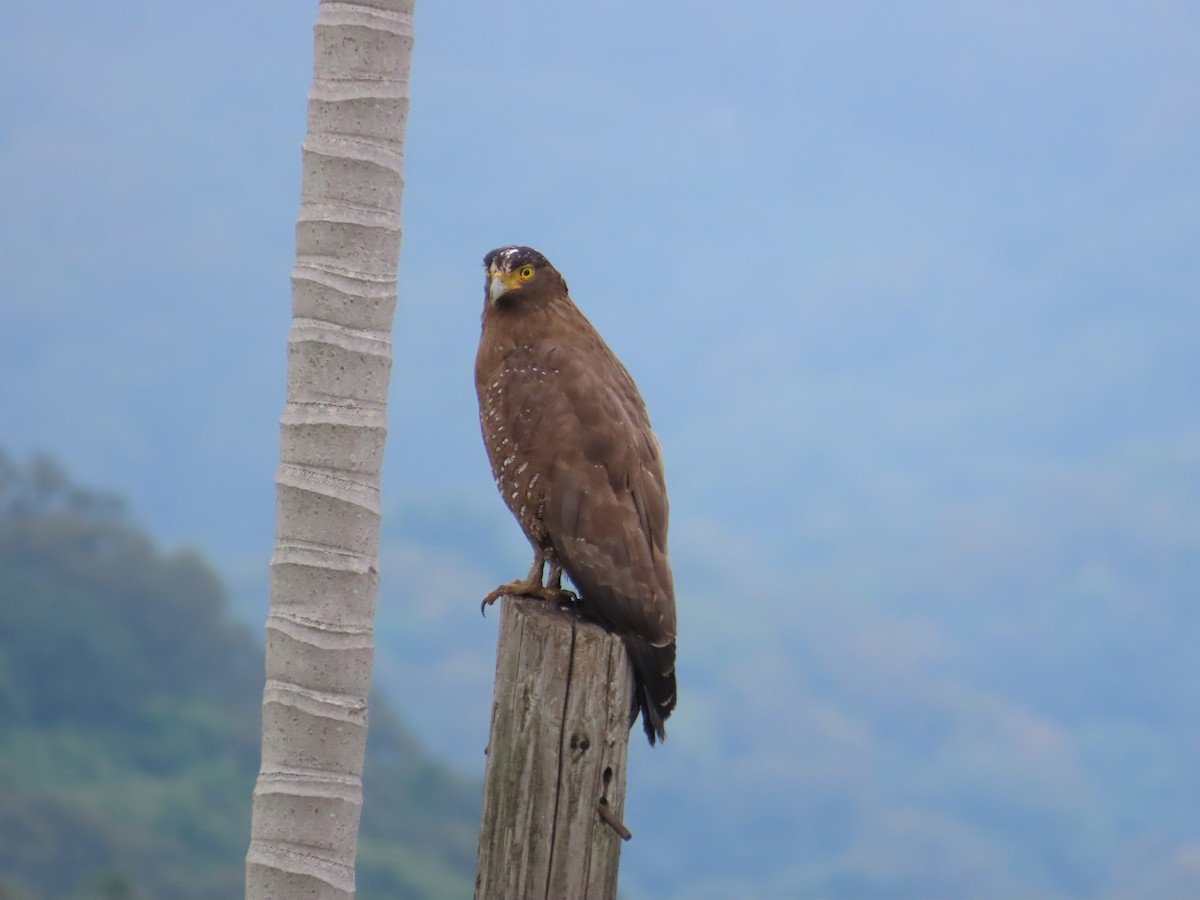 Crested Serpent-Eagle - ML618313611